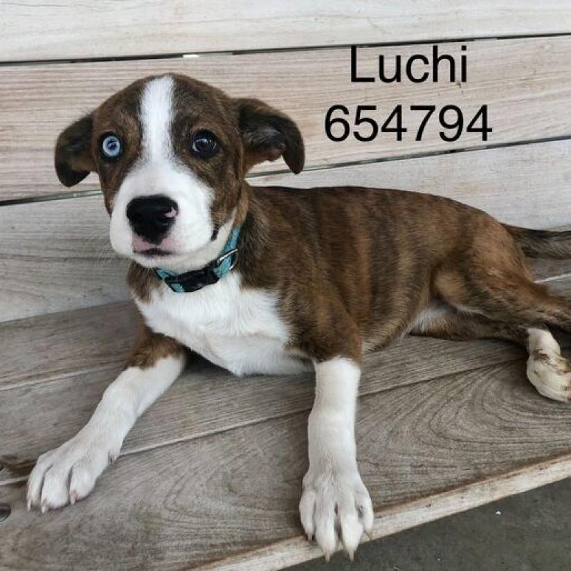 Luchi’s Story-Thank you!  - gallery image